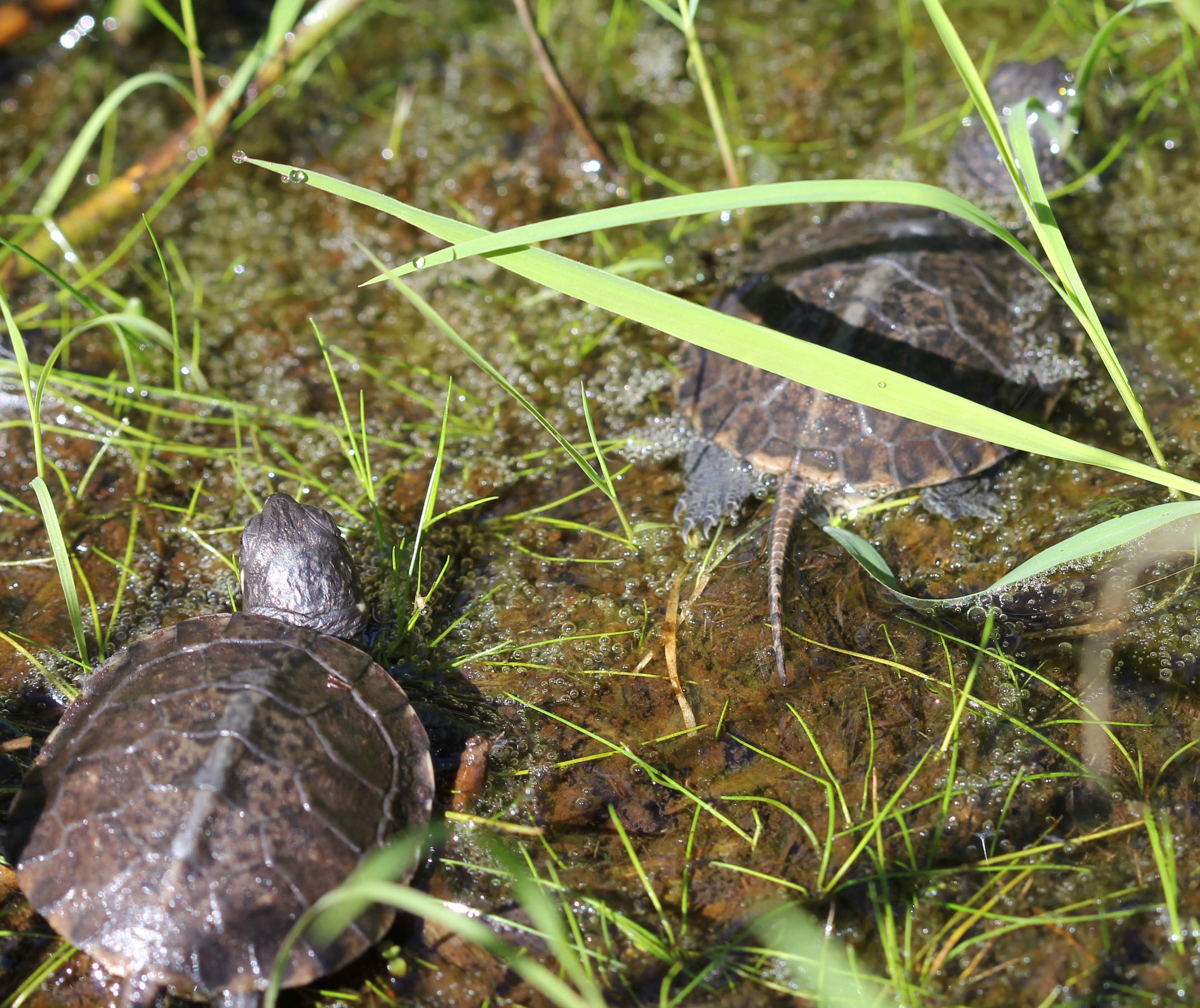 blanding turtle